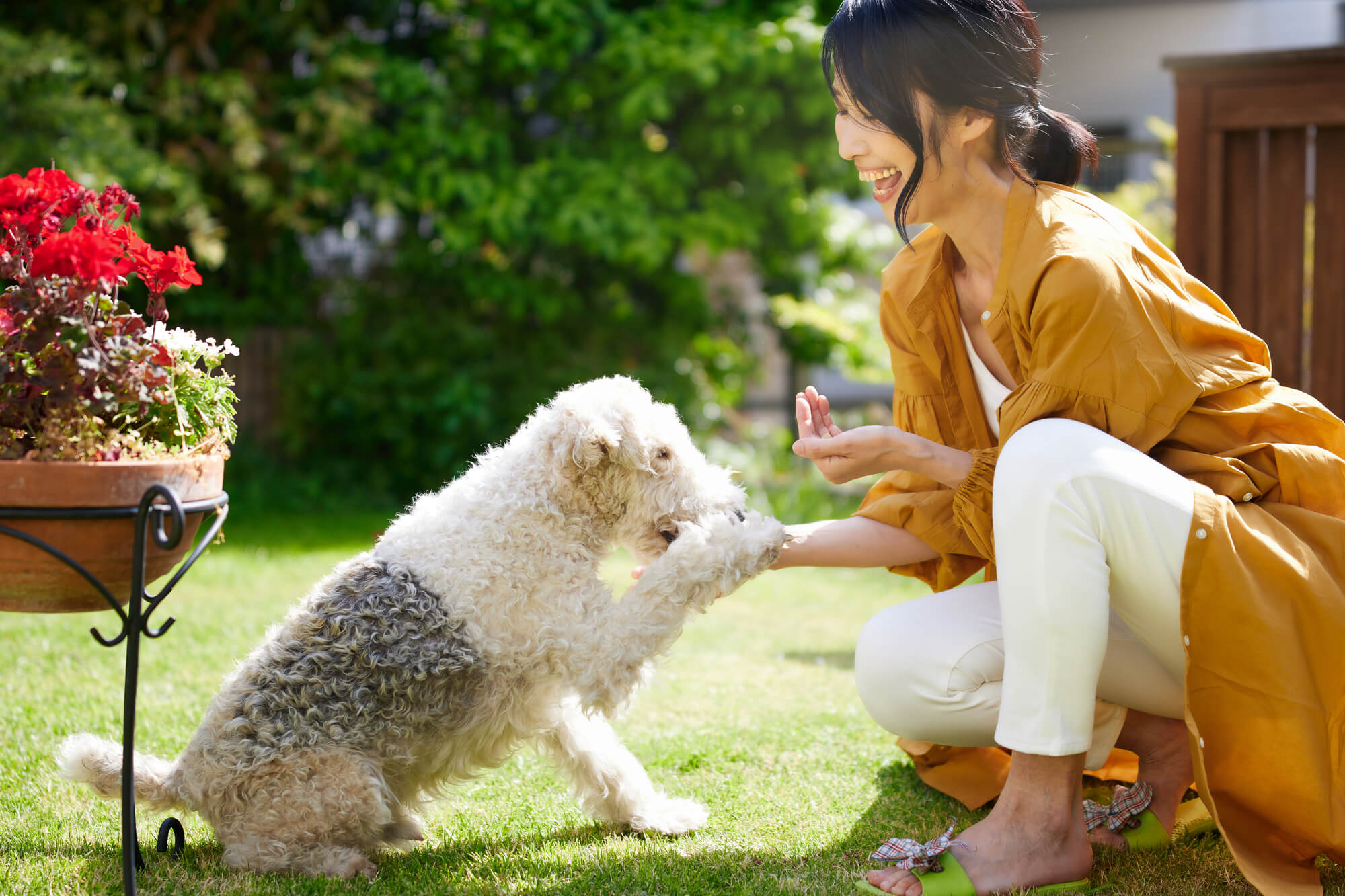 ワイヤーフォックステリアの性格を理解して、最高のパートナーになろう